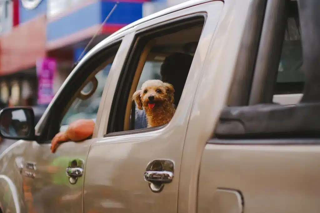 Pet proofing your car will help you bring this poodle looking out of a car window even further into the family dynamic.