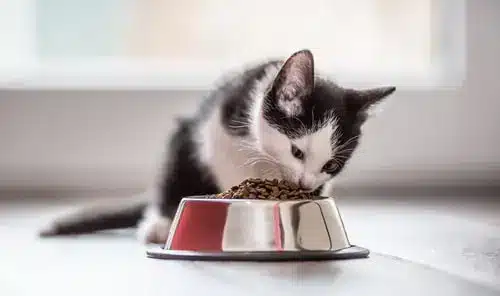 A black and white kitten eating food from a bowl.

Keywords used: kittens, food