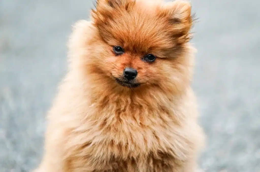This Pomeranian dog needs a Hindu name pronto, as well as more info on black dog mythology.