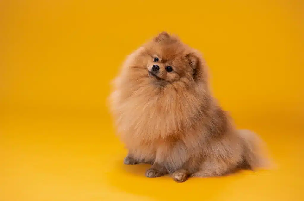 This fluffy Pomeranian looks so cute but removing its dog fur from the carpet can be pretty daunting.