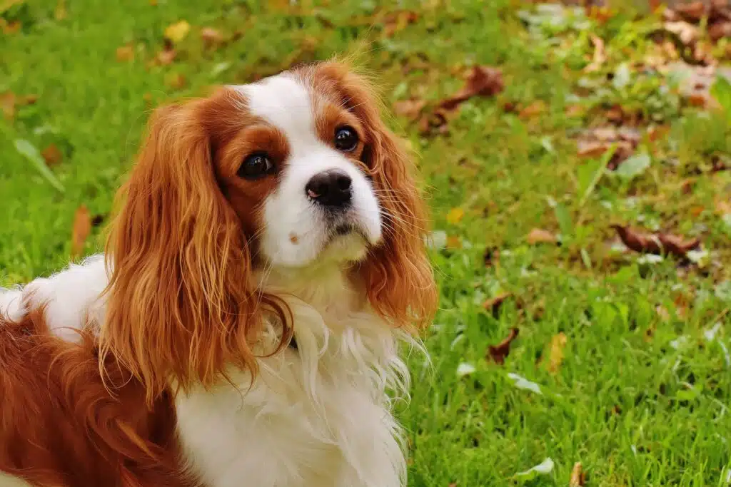 Toy breeds like this Cavalier King Charles Spaniel are small, but they're definitely not short on personality.