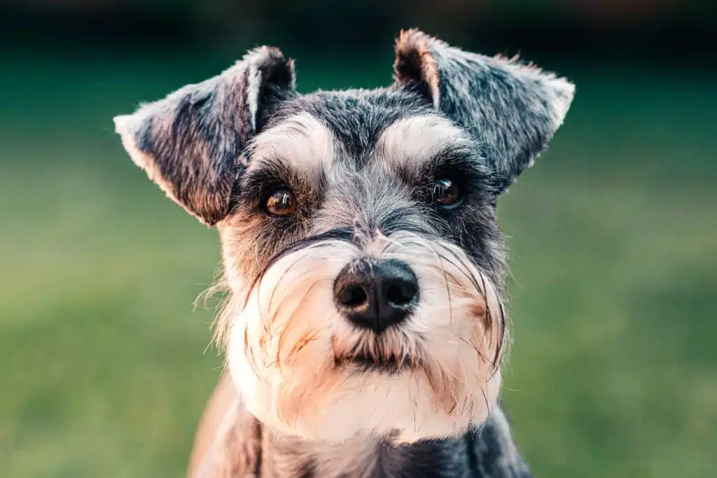One of the most popular dog breeds in Australia, this Miniature Schnauzer dog belongs to the Utility dog breeds group.