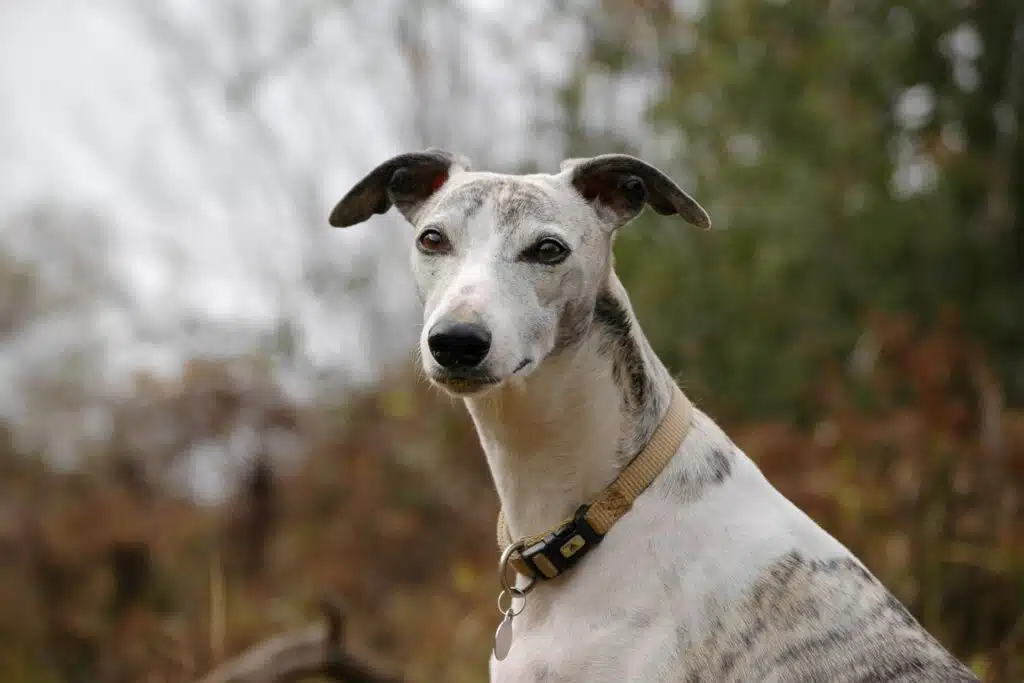 This Whippet dog belongs to the Hound dog breeds group.
