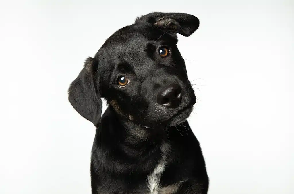 Black dog mythology isn't all its cut out to be thinks this cute black dog to itself.