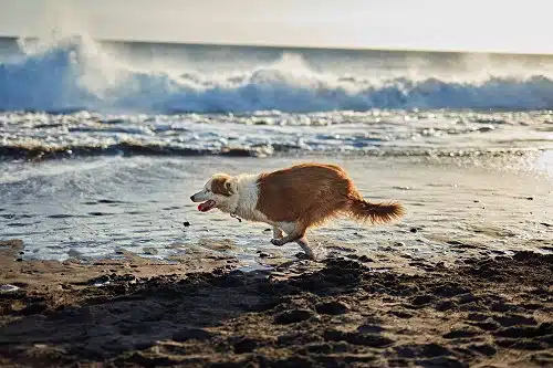 A dog running on the beach, Your dog or cat body condition score is an important indicator of health