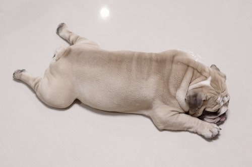 An English Bulldog lying down. A good body condition score for your cat or dog is important.
