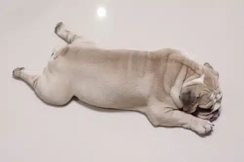An English Bulldog lying down. A good body condition score for your cat or dog is important.