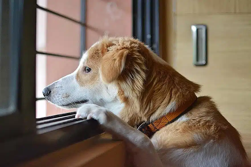a dog stares out the window filled with anxiety at experiencing separation from its owner