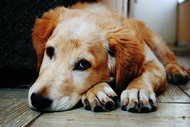 Tan and White Short Coat Dog Laying Down in a Brown Wooden Floor.  caring for an abused dog can be very rewarding.
