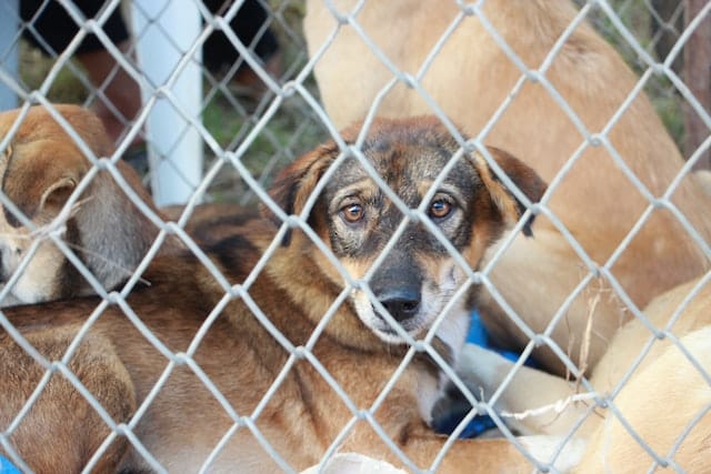 Short-coated Tan Dog Inside Fence
