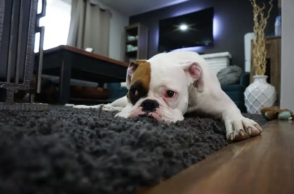 This sleepy dog rests on a fluffy carpet that its pawrent will have to clean sooner or later. 