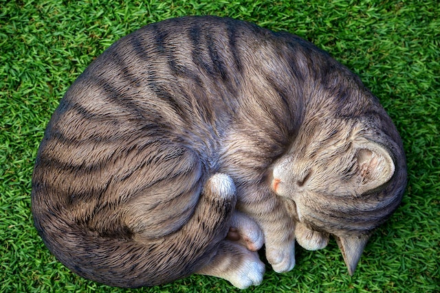 A cat of an unknown breed displays the mackerel tabby cat coat markings