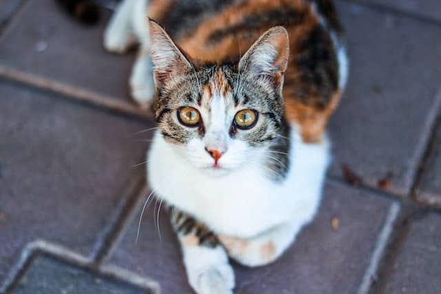 a tortoiseshell or patched tabby cat looks up into the camera