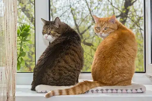 Two fat cats sit on the window and look around together