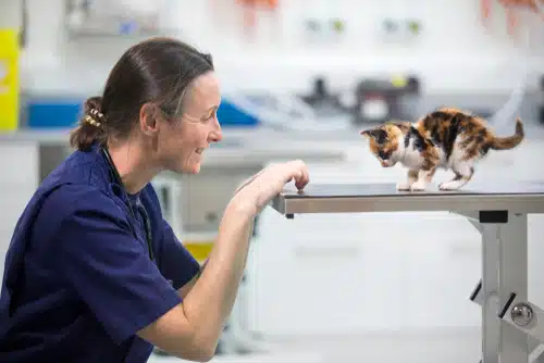 a vet plays with a kitten whose owners had help with vet costs thanks to pet health insurance