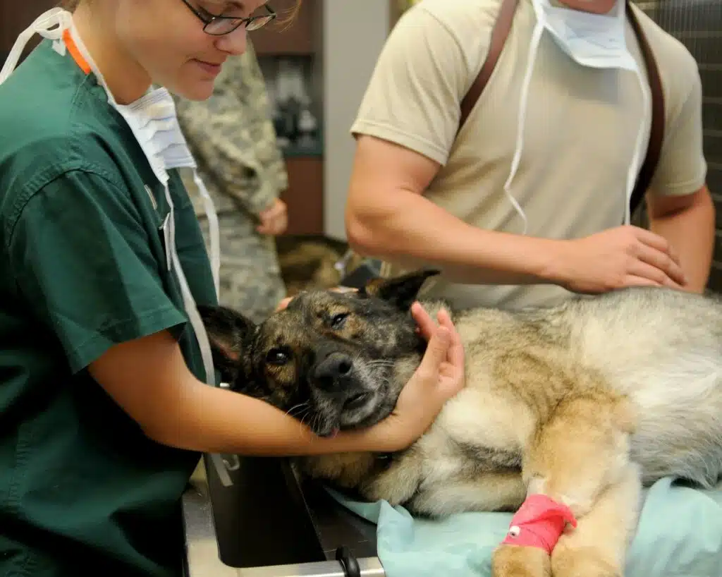 veterinarians treat a German Shepherd after the owner compares the vet prices and gives the go-ahead