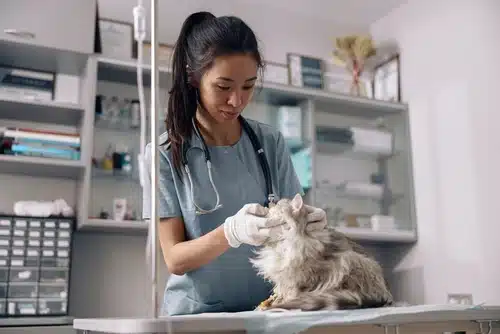 veterinarian treats a cat with FIV once the owners have okayed the costs