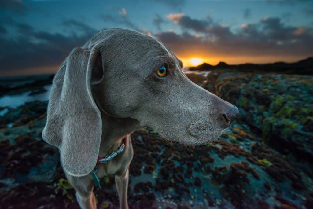 To discover if a dog is purebred like this Weimeraner dog, you can take the dog DNA test route.