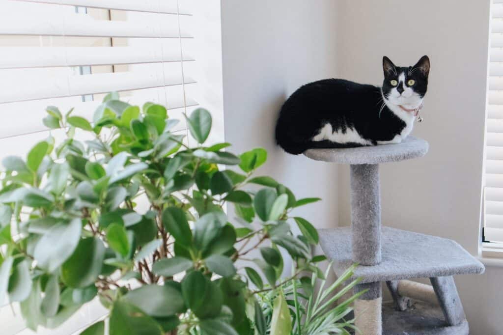 In this blog, we share the top 12 ways to pamper your cat. For example, buying a cat litter box or a cat tower like the one this black-and-white cat is perched on.