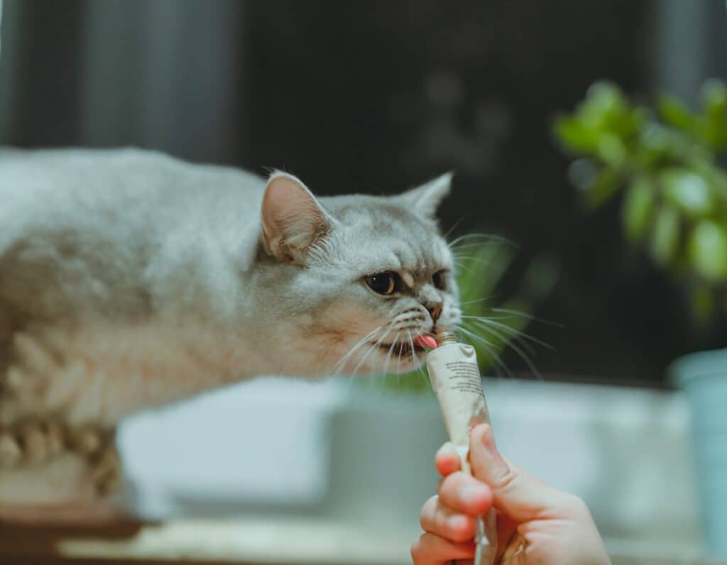 Your feline like this British Shorthair cat may have a favourite variety of treats they eat often, but pamper them with something new is a fun idea.