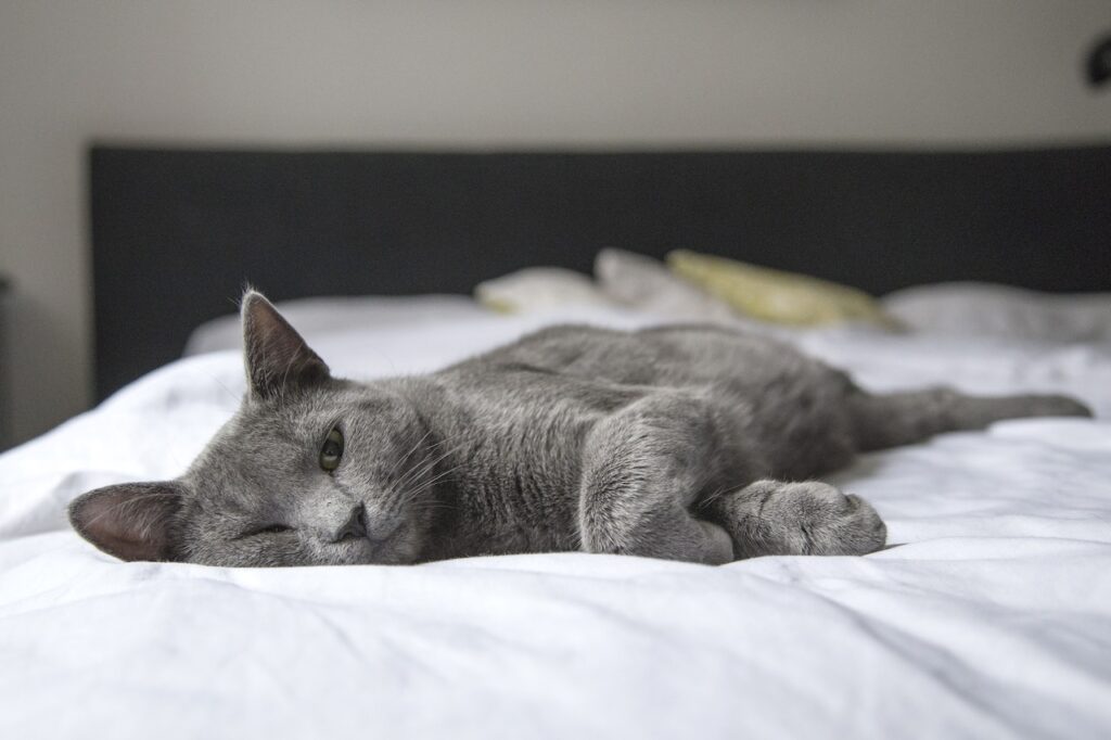 Pamper your Russian Blue cat like this one by letting it sleep on your bed.