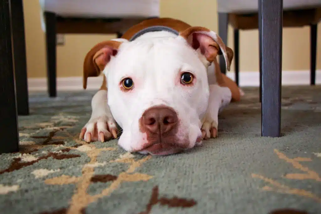 dog is sad because he urinated in the house and knows he's not supposed to