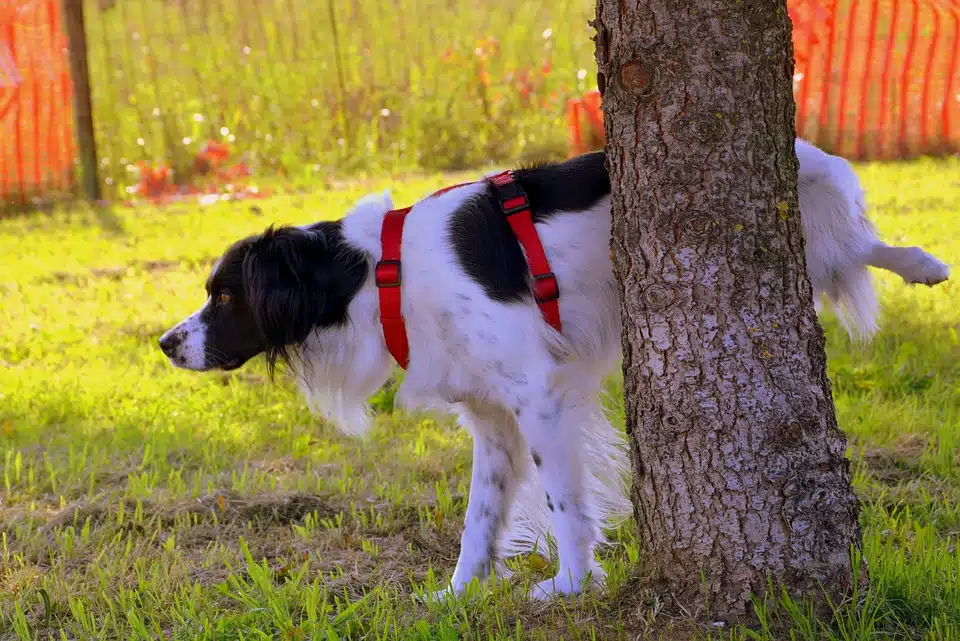 Dog peeing against a tree