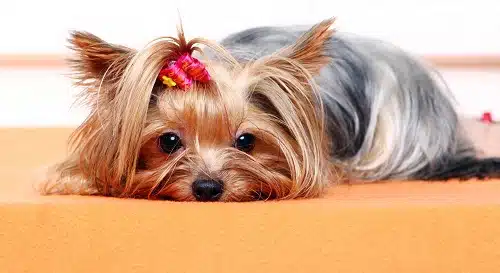 A yorkshire terrier dog resting on an orange rug in one of the most popular blog posts.