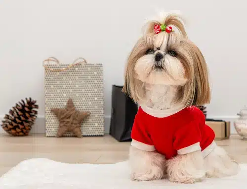 Photo a beautiful shih tzu dog wearing a red christmas sweater