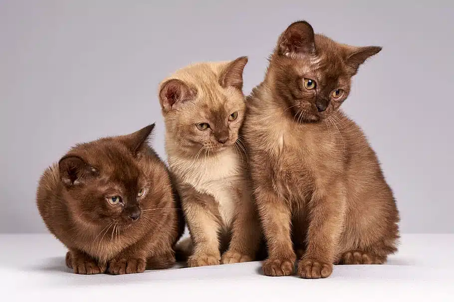 Burmese kittens sit together to pose for a portrait by someone who wants to buy one of them