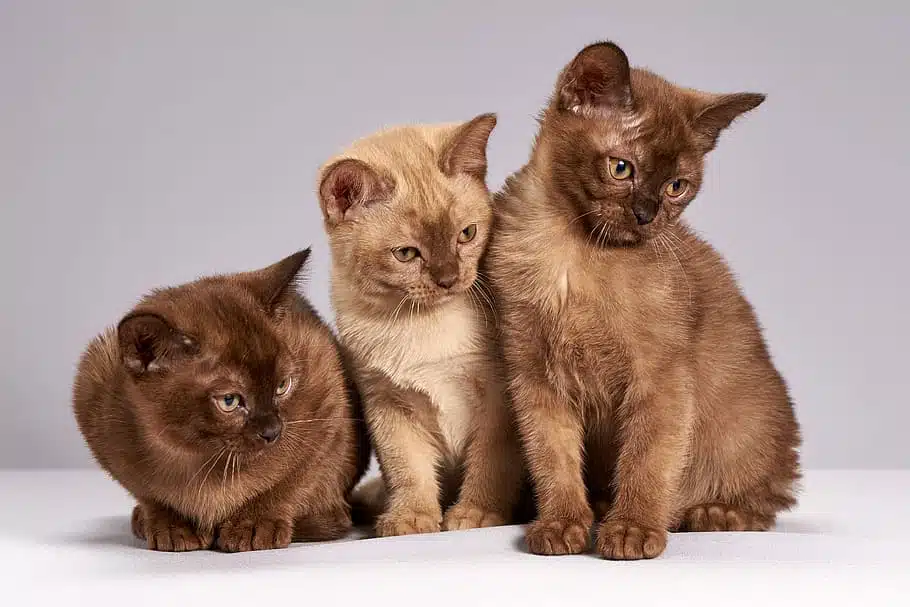 How Long Do Burmese Cats Live and Other Q&A PD Insurance