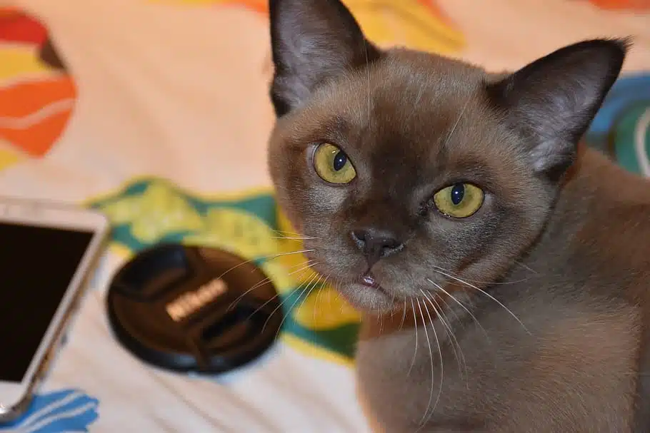 a stocky round faced Burmese cat poses for a pic