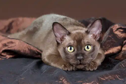 A Burmese cat that has lived for 15 years poses for a portrait