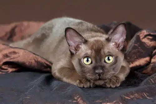 Burmese word sales for cat