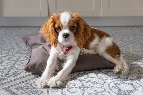 Close up portrait of a cute Cavalier King Charles Spaniels 