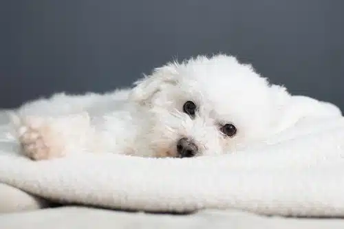 Maltese puppy on a blanket