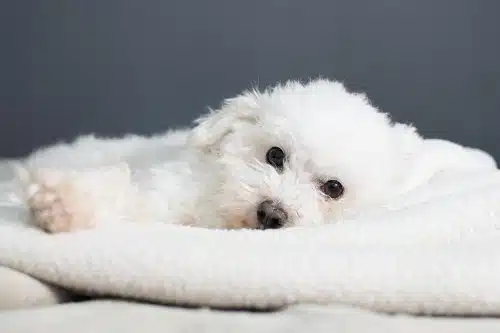 A fluffy white dog, seemingly a feature straight out of top articles, rests peacefully on a soft white blanket against a muted gray background.