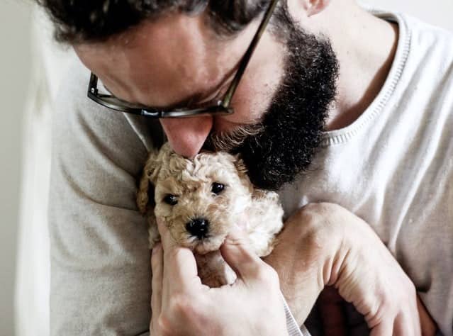 a man hugs and kisses his poodle puppy