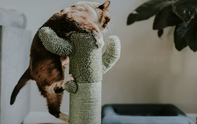 a cat scratching post like this greencactus one is one of the best ways to pamper a cat