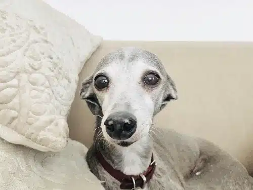 Cute Italian Greyhound sitting on a couch.