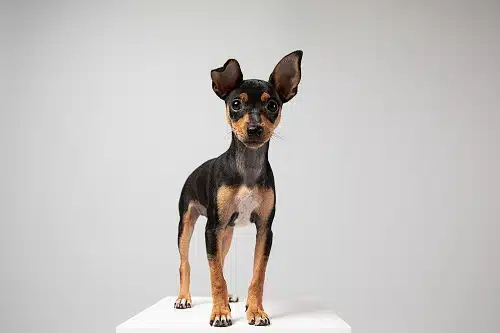 small dog being adorable for a portrait in a studio