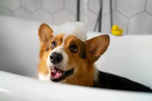 A person washing a Corgi dog at home in a bathtub. The Corgi is standing in the tub, with its paws on the edge, looking up at the person with a curious and adorable expression. 