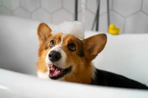 A person washing a Corgi dog at home in a bathtub. The Corgi is standing in the tub, with its paws on the edge, looking up at the person with a curious and adorable expression.