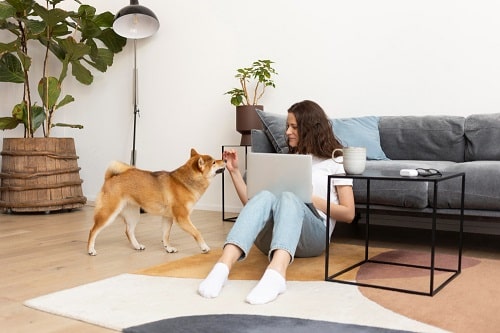 A woman working in her apartment with her dog. Some small dog breeds are perfect for apartments