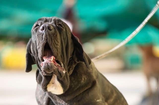 a Neapolitan mastiff holds the dog birth record for largest litter with 24 puppies