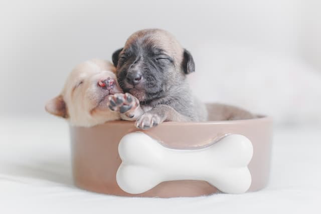 two puppies in a cup