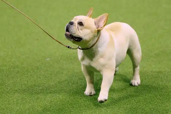 Winston the French Bulldog wins the Non-sporting group category of the Westminster Kennel Club Dog Show