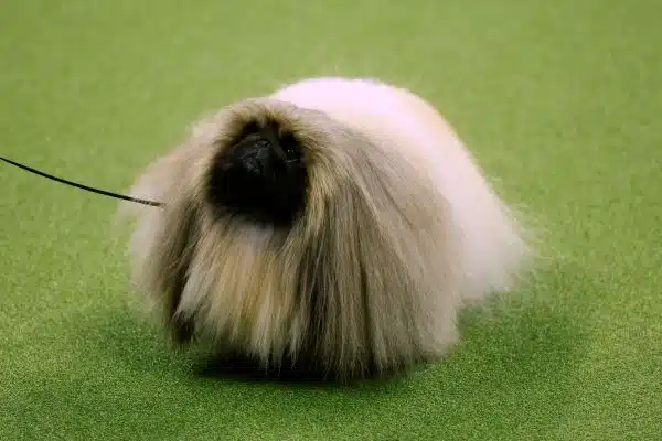 Rummie the Pekinese wins Reserve Best in Show for the Westminster Kennel Club Dog Show