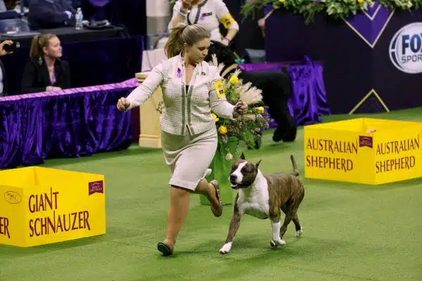 Trouble the American Staffordshire Terrier wins the top place in the Terrier Group for the annual Westminster Kennel Club dog show
