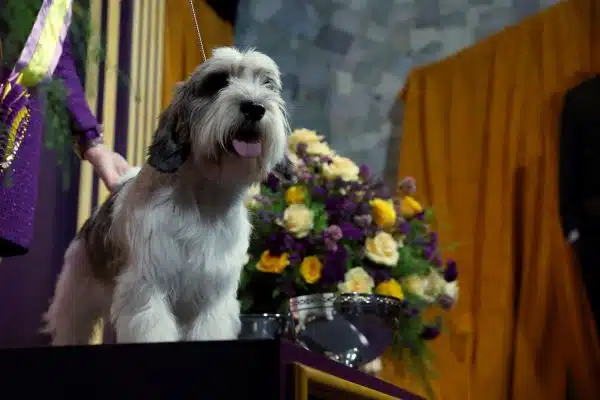 Buddy Holly the Petit Basset Griffon Vendéen wins the Westminster Dog Show